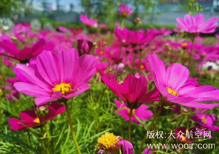 深圳宝安租房攻略(2026年10月版)